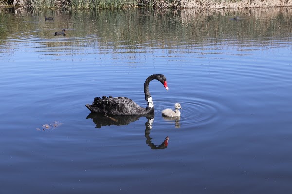 Albert Park Lake 3