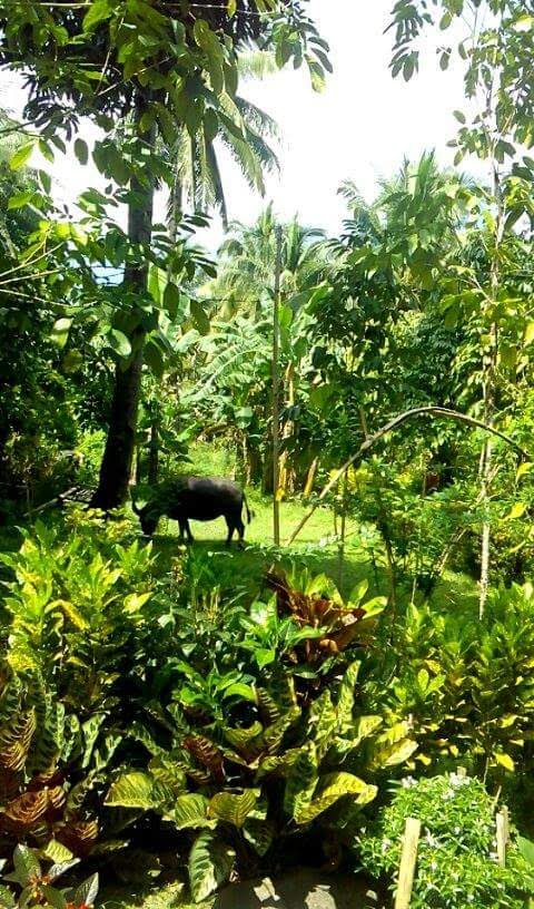 Camiguin 2