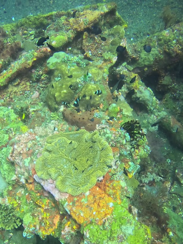USAT Liberty Shipwreck 3
