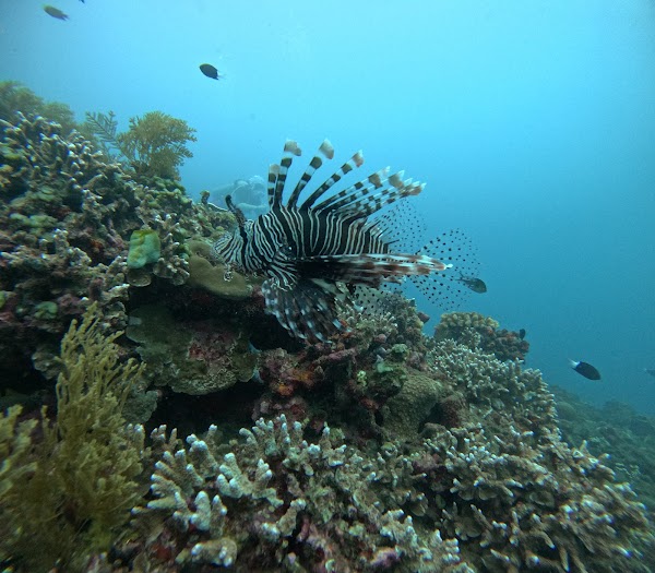 USAT Liberty Shipwreck 2