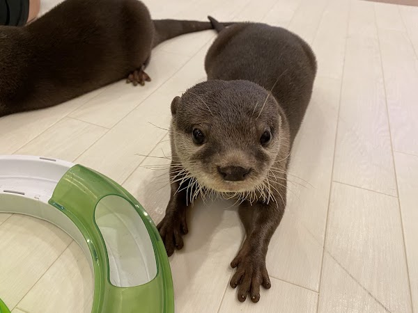 Loutre otter cafe 1