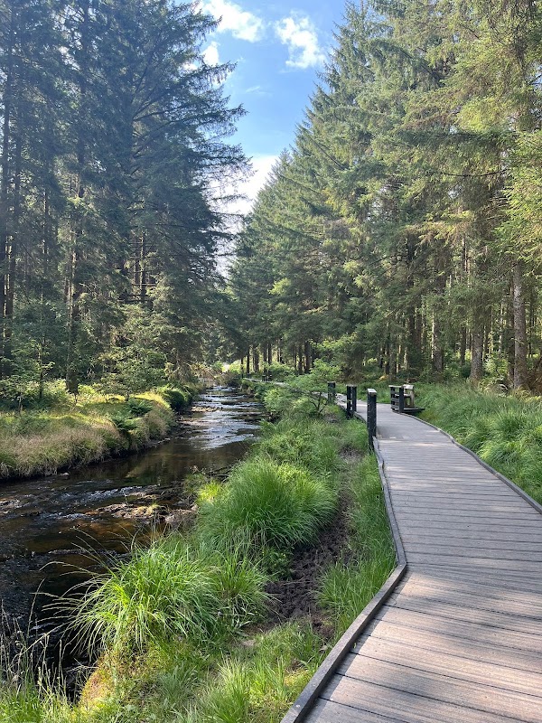 Hafren Forest 1