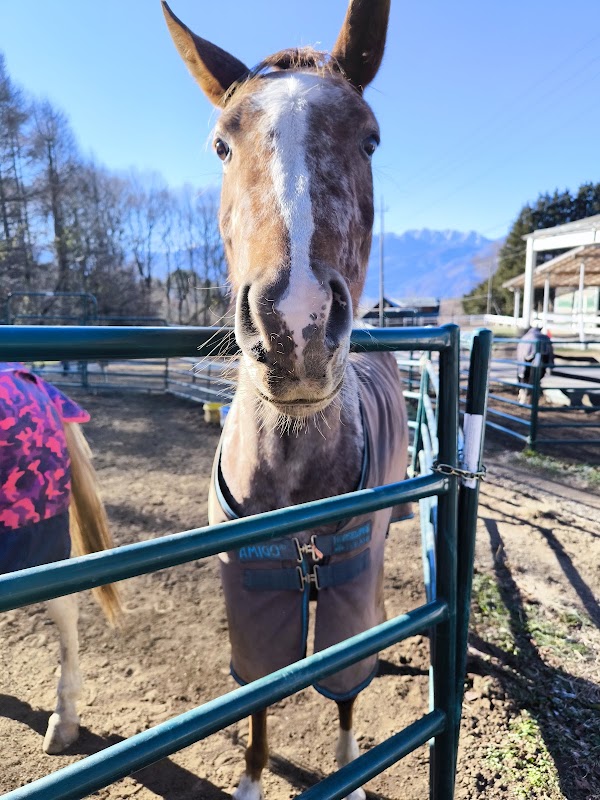 Canadian Camp Riding Club 4