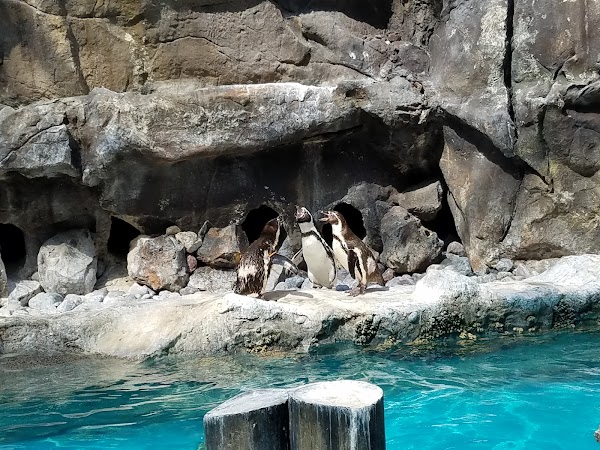 Brookfield Zoo 2
