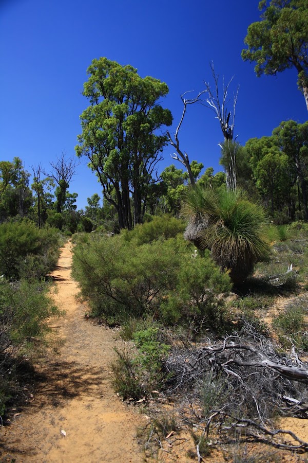 Bibbulmun Track Mount Cooke Campsite 2