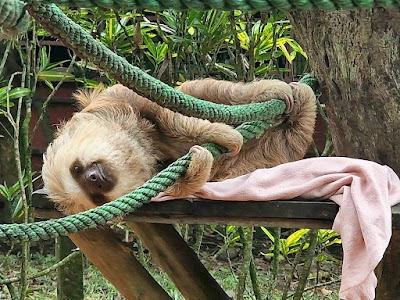 Jaguar Rescue Center