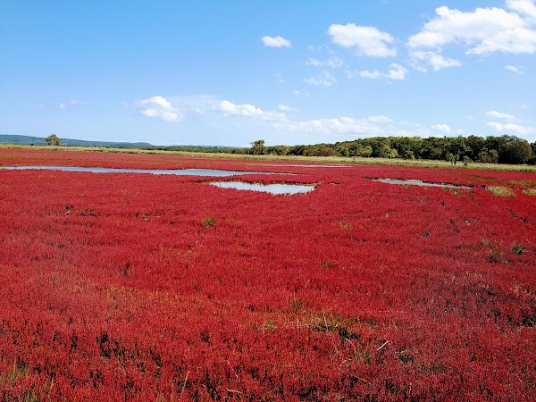 Ubaranai Glasswort community