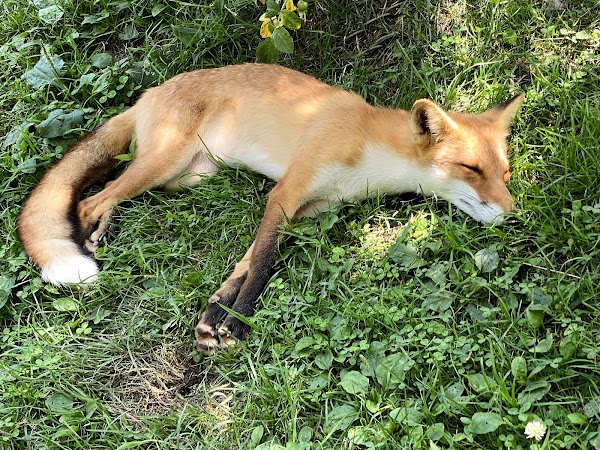 Kitakitsune Farm (Fox Farm) 1