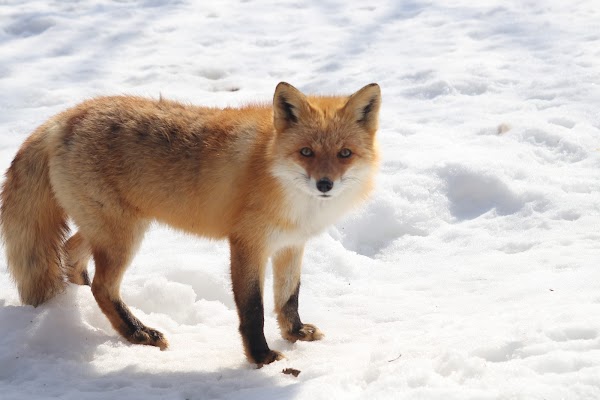 Kitakitsune Farm (Fox Farm) 5