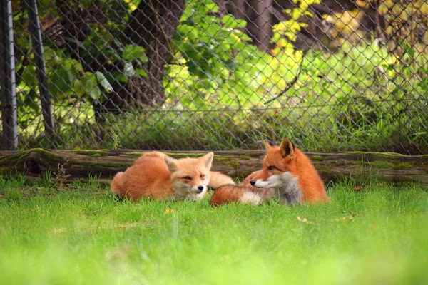 Kitakitsune Farm (Fox Farm) 3