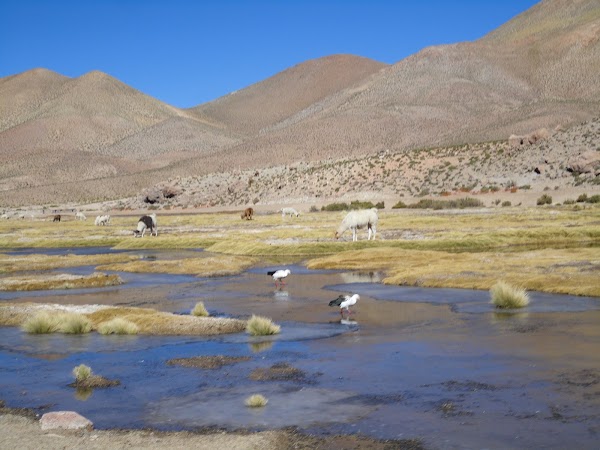 Chile 4