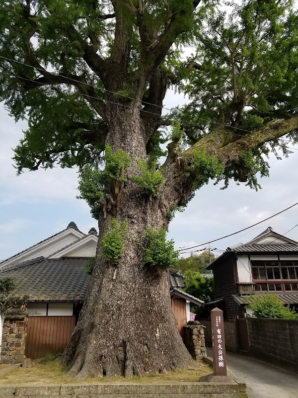 Ginkgo Tree of Arita