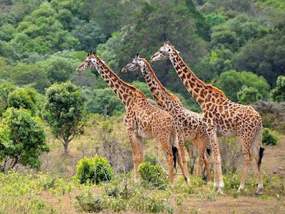 Lake Manyara National Park