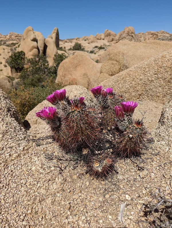 Skull Rock 2