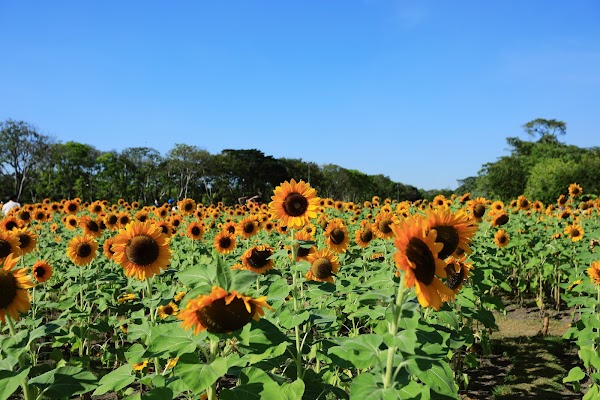 Wachirabenchathat Park (State Railway Park) 4