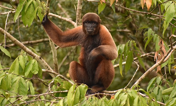 Amazon Wildlife Adventures 3