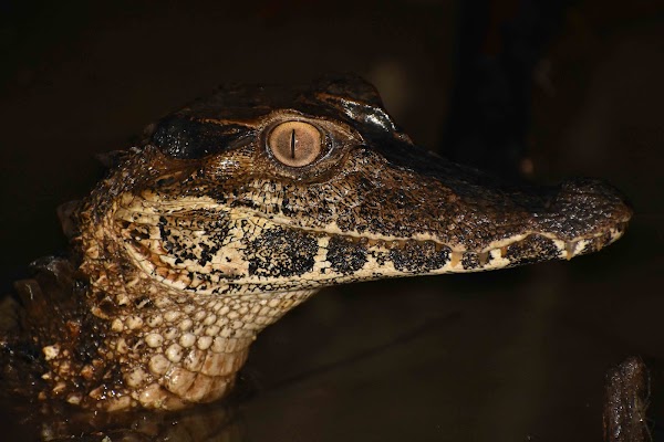Amazon Wildlife Adventures 2