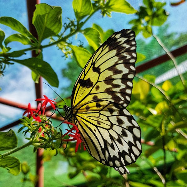 Butterfly Sanctuary