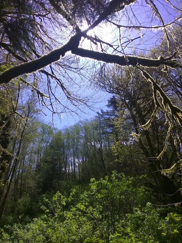 Myrtle Point