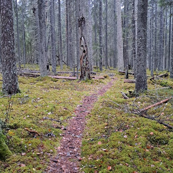 Multiharju, Seitseminen National Park 1