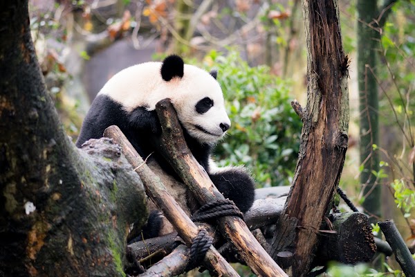 Chengdu Research Base of Giant Panda Breeding Giant Panda Brood Area