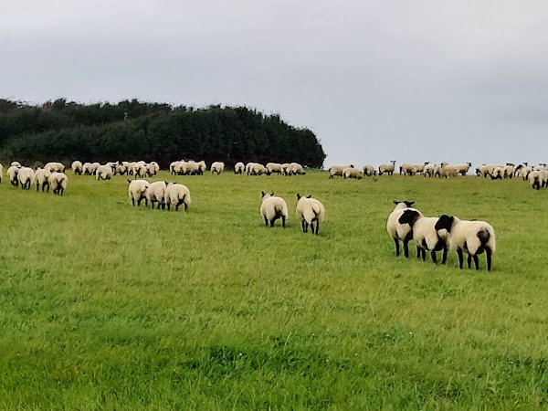 Seaford Head Nature Reserve, Sussex Wildlife Trust 3