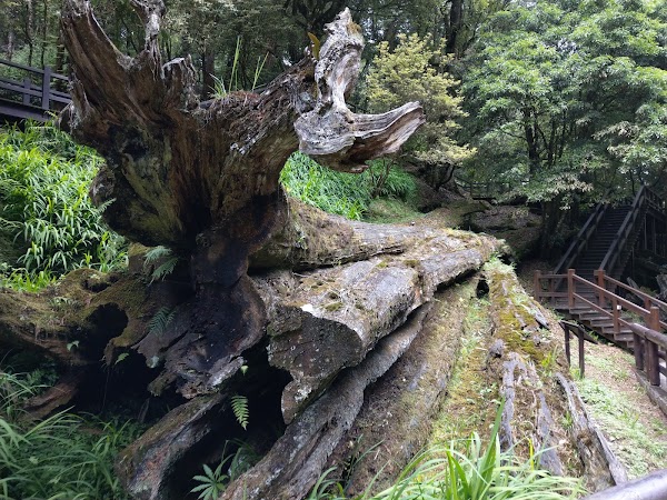 Alishan Sacred Tree Relics