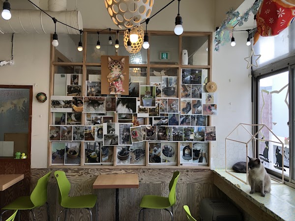 Yang2 Yang2 cat cafe