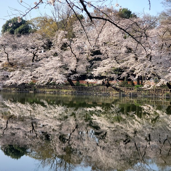 Inokashira Park 3
