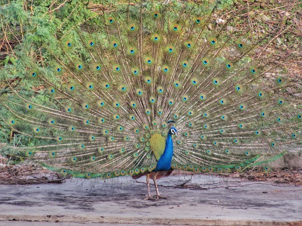 Cauvery North wildlife sanctuary 1