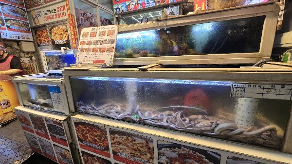 황금산곰장어