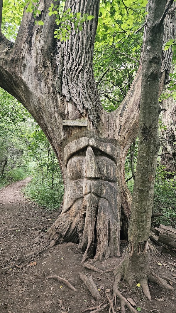 The Wise Old Oak