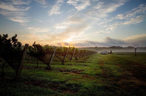 Williamsburg Winery 1
