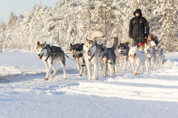 Arctic Circle Husky Park