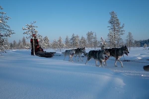 Arctic Circle Husky Park 5