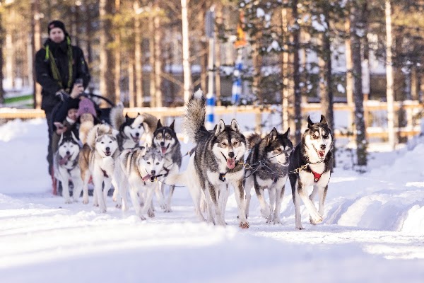 Arctic Circle Husky Park 4