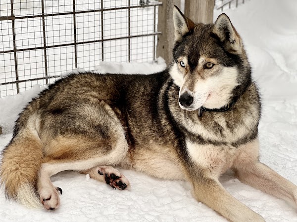 Arctic Circle Husky Park 2