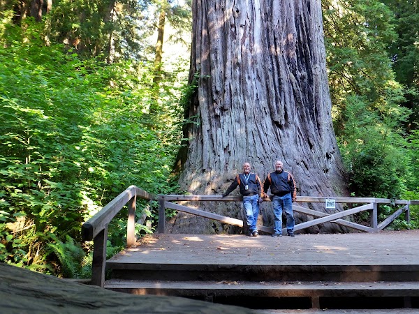 Big Tree Wayside
