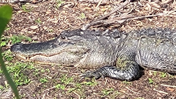 Myakka River State Park 2