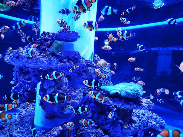 i OCEAN
