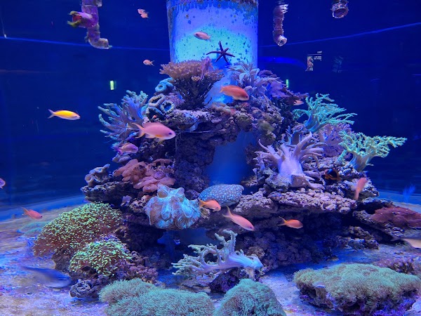 i OCEAN 4