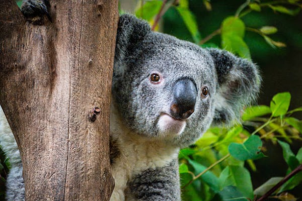 WILD LIFE Sydney Zoo 1