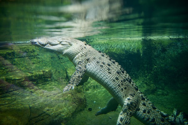 WILD LIFE Sydney Zoo 4