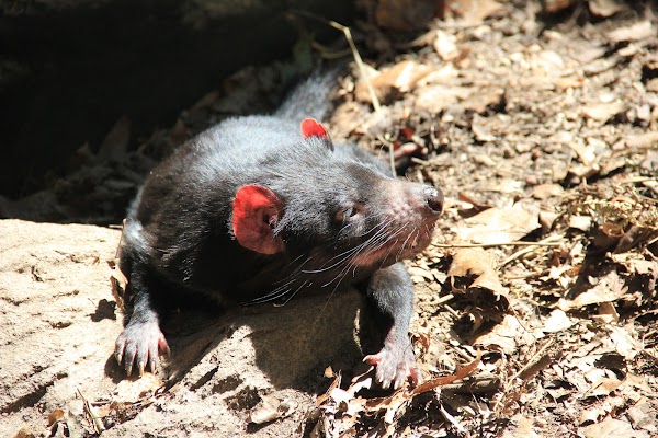WILD LIFE Sydney Zoo 3