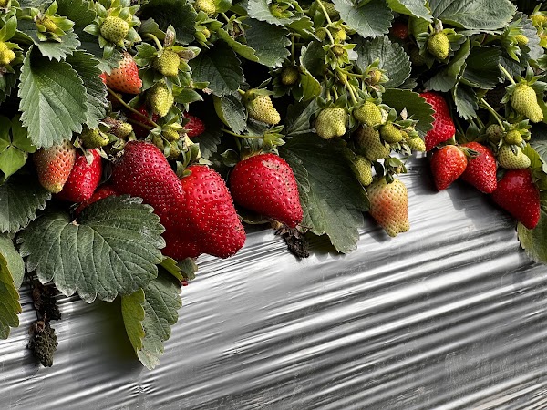 Phoenix Farm Strawberry Picking 1