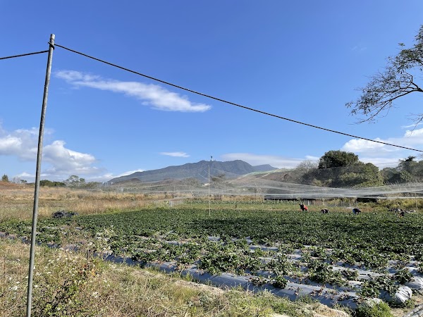 Phoenix Farm Strawberry Picking 2