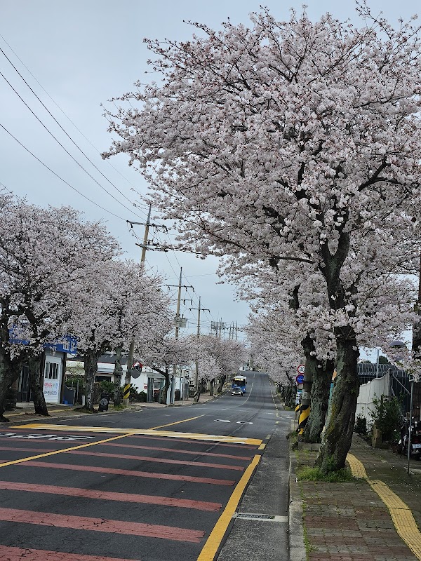 위미리 벚꽃길