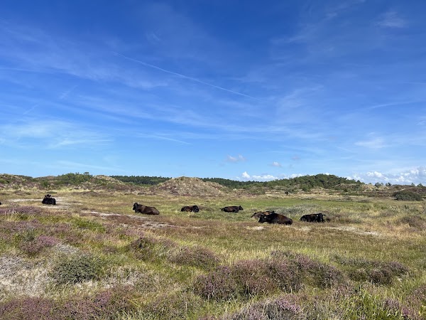 Schoorlse Duinen 5