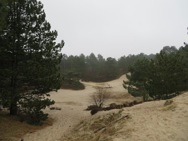 Schoorlse Duinen 3