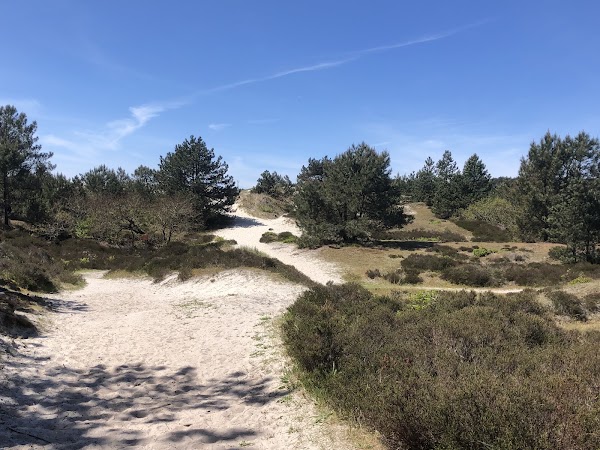 Schoorlse Duinen 2
